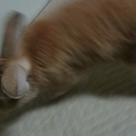 チャー君の画像