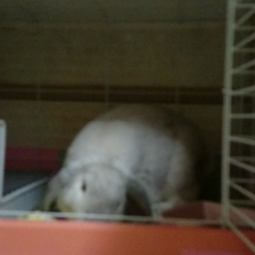 うー太なぅ(-_-;)の画像
