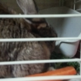 飼い主へ…。の画像