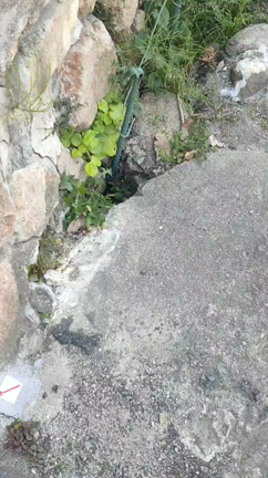 うちはのどかなんだなぁと実感する画像の記事動画