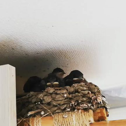 ★ツバメのその後「我が家のツバメ巣立ちました」その１の記事動画