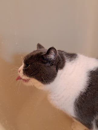 なんばグランド花月初日の記事動画