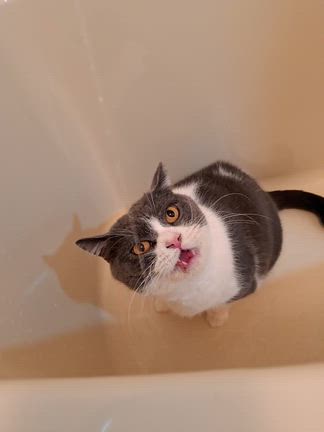 なんばグランド花月初日の記事動画