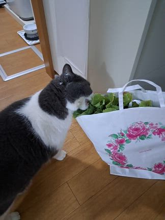 おやす珍しく料理するの記事動画