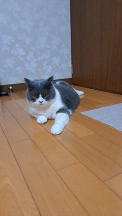 8月20日(木)トト近況の記事動画