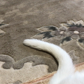 シッポの画像