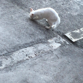 のら猫のカリンの画像