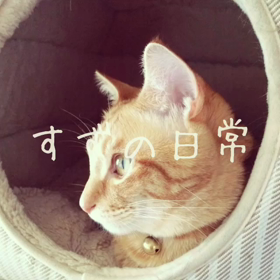 スライド動画の画像
