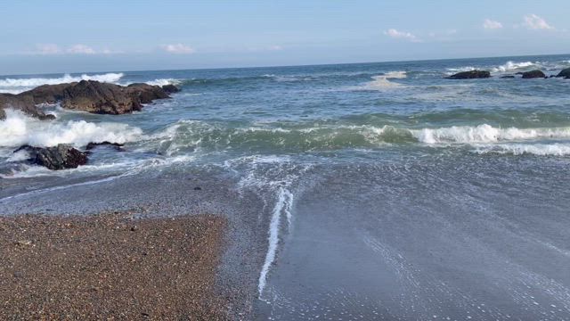 ネモフィラの記事動画