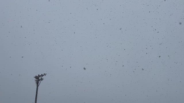 予報どおりの雪降ってます❄の記事動画