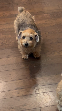 るいぼんの記事動画