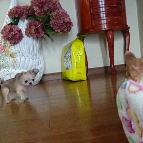 仔犬ちゃんの画像