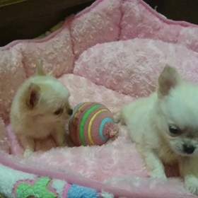 募集中の仔犬ちゃん♪の画像