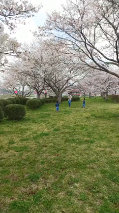 【4/1】五感で自然を楽しむ！桜フォト撮影会の記事動画
