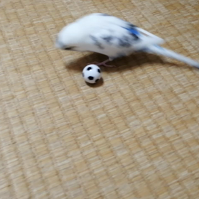 ポッちゃん日本代表めざすの画像