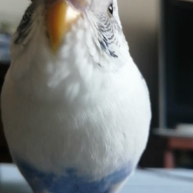 ねむーの画像