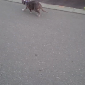 てくてくメディアちゃんの画像