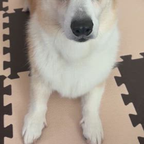 おやつキャッチ！の画像