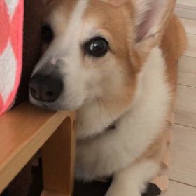 顎のせパブさん！の画像