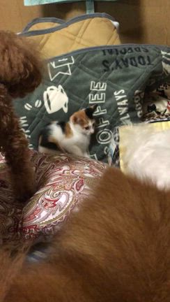 ナナvsユキ　②の記事動画