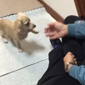 ♡チッチ初めてのお手♡の画像