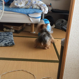 愛犬のアリスの画像
