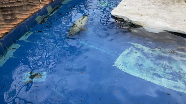動物園へいこうよ♪の記事動画