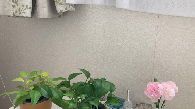 ネットショップ再開のお知らせ໒꒱の記事動画