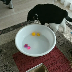 猫の水遊びの画像