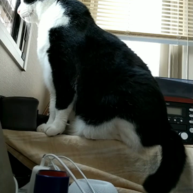 猫のシッポの画像