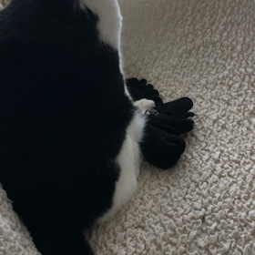 しっぽの画像