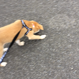 散歩デビューの画像