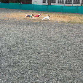 今日のファン君の画像