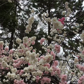 花見の画像