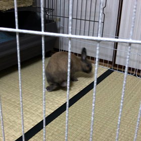 初部屋んぽの画像