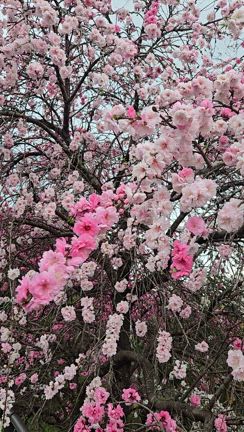 掛川道の駅の桜の記事動画