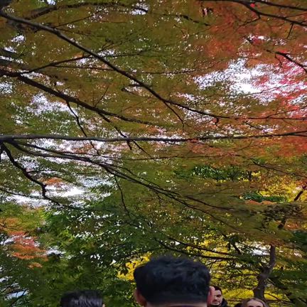 河口湖紅葉祭りの記事動画