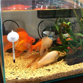 金魚会議の画像