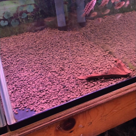(続)ウオパラへの画像