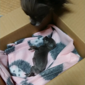 残念なお知らせの画像