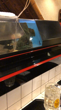 ⭐️299八城寿司笹川店の記事動画