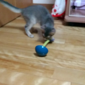 動くラムネちゃんの画像