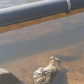 朝の散歩 魚がうじゃうじゃ！の画像