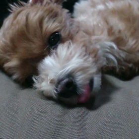 動画zzzの画像