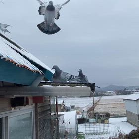 入舎の画像