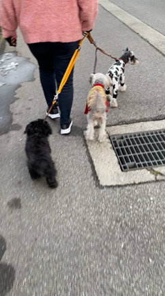 お休みにしました。の記事動画