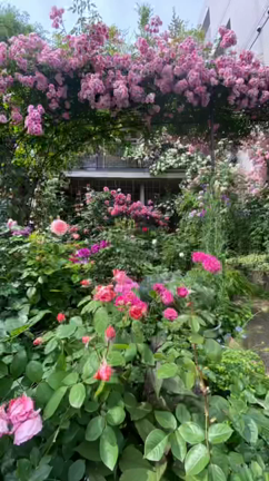 真知子さんのローズガーデンの記事動画