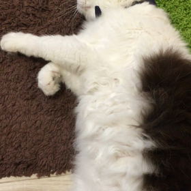 一緒に笑。微妙に仲直り。の画像