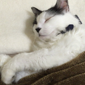 ちび   よりの画像