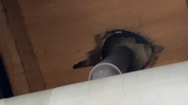 お風呂の排水漏水修理の記事動画